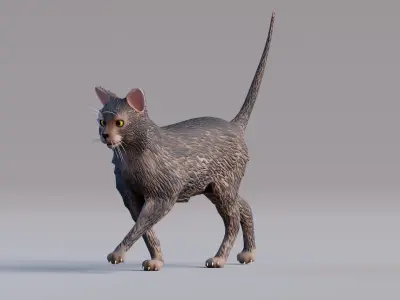 Low Poly - Stylized cats - Lykoi Cat Low-poly 3D model