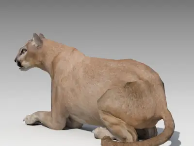 Cougar Animated Low-poly 3D model