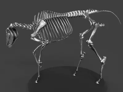 Silver Horse Skeleton 3D model