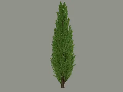 Tall Tree 3D model
