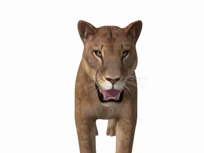Mountain lion - 3d model 3D model