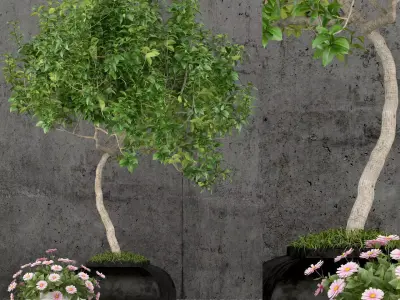 Plants collection 61 3D model