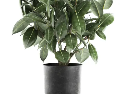 Ficus tree in a pot for the interior 851 3D model