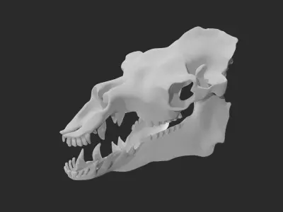 Skull of camel 3D model
