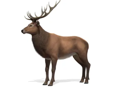 Red Deer stag  Low-poly 3D model