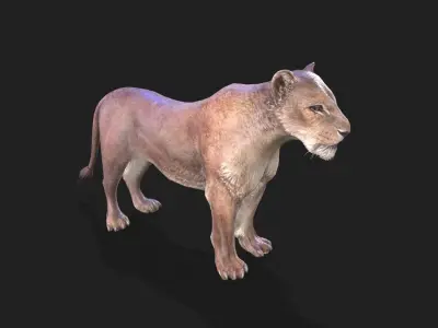 Lioness animations Low-poly 3D model