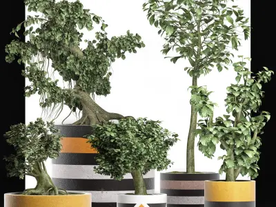 Plants Collection 194 Sageretia Theezans Mini Bonsai 3D model