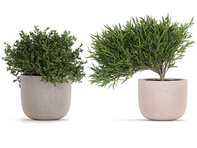 Decorative tree in a flowerpots 803 3D model