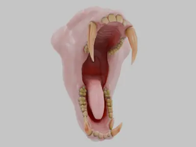 Monkey Mandrill Teeth Low-poly 3D model