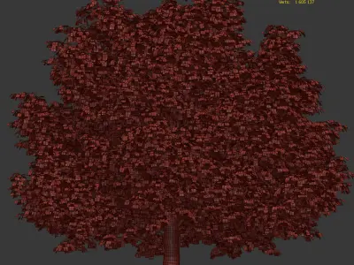 Maple tree 3D model