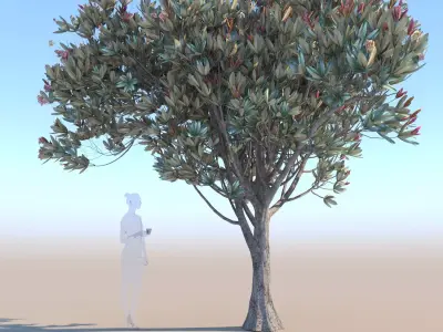 Bronze loquat eriobotrya deflexa young 3D model