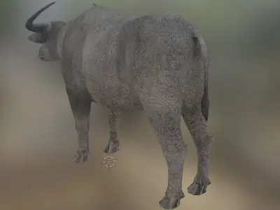 water buffalo  Low-poly 3D model