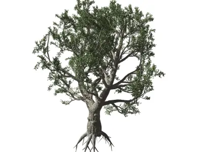 African Olive tree with roots 3D model