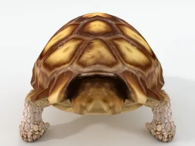 Sulcata Turtle Low-poly 3D model