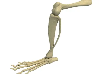 Rat Animal Leg Skeleton  3D model
