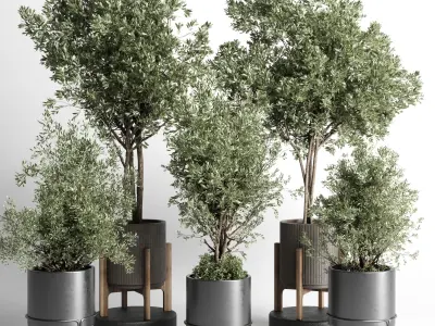 Collection indoor outdoor plant tree vase dirty concrete 3D model