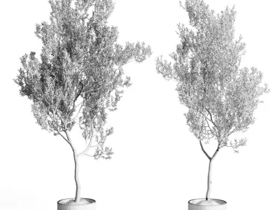 Olive Tree in concrete vase indoor collection 3D model