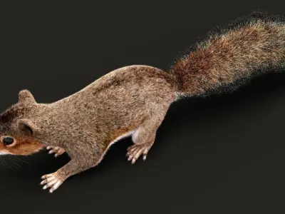 SQUIRREL ANIMATED XGEN CORE 3D model