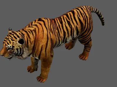 Lowpoly Tiger Rigged and Animated for VR AR Games Low-poly 3D model