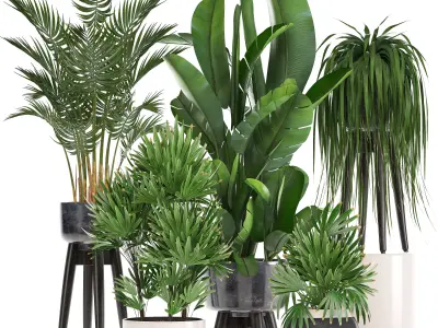 Collection Exotic plants  3D model