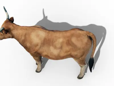 Realistic Cow Bull with Rigged body and Animation Low-poly 3D model