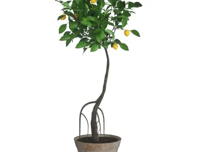 Indoor plant lemon 3D model