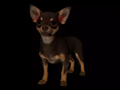 3D Model Dog Chihuahua  3D model