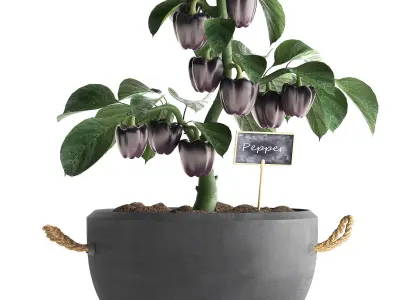 decorative pepper 389 3D model