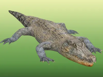 Crocodile Rigged Low-poly 3D model