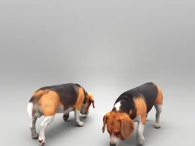 Beagle 40 Low-poly 3D model
