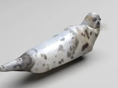 Sea Lion 3D model
