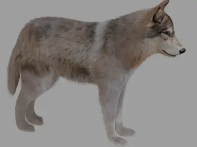 wolf with fur 3D model