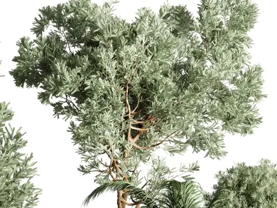 Collection Outdoor plant concrete dirt vase pot tree bush palm 3D model