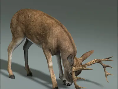 Deer ANIMATED 3D model