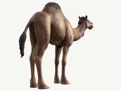 Dromedary Camel Low-poly 3D model