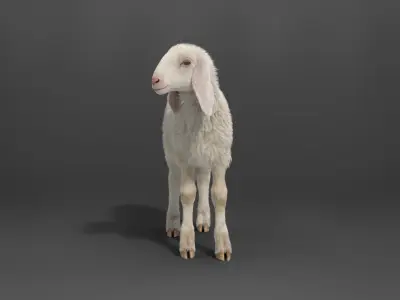Young Assaf Sheep With 1 Animation  VFX Grace 3D model