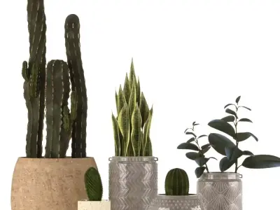 Plant Collection two cactus plants in vase 3D model