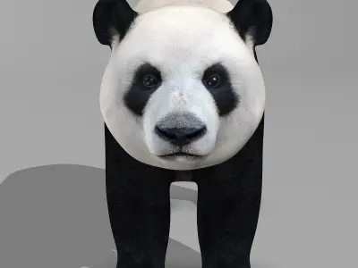 Panda Bear 3D model