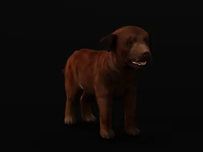 Labrador Retriever Puppy Dog Low-poly 3D model