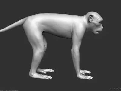 Rhesus Macaque Monkey - Highpoly Sculpture 3D model