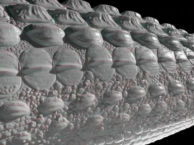 Zbrush - 15 Crocodile Scales and Hide VDM Brushes 3D model