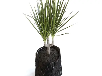 Dracena Plant 3D model