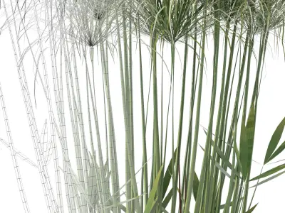 Cyperus nofretete in modern flower pot 3D model