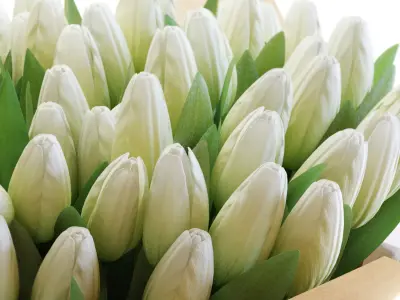 Flower Set 31 - White Tulips Bouquet 3D model