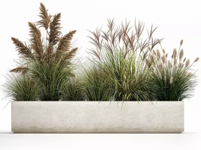 Pampas grass for landscaping 1078 3D model