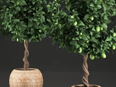 Lemon Tree for the interior in basket 637 3D model