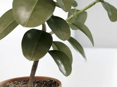 Ficus elastica 3D model