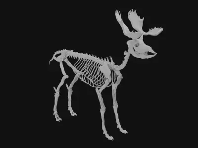 Moose skeleton 3D model