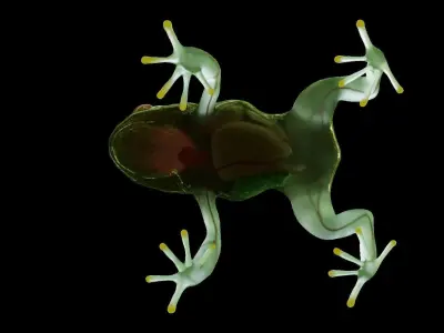 Tree Frog  3D model