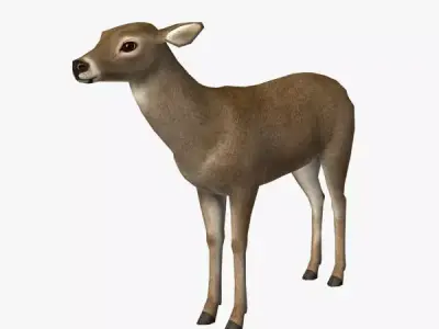 Doe Model deer Low-poly 3D model
